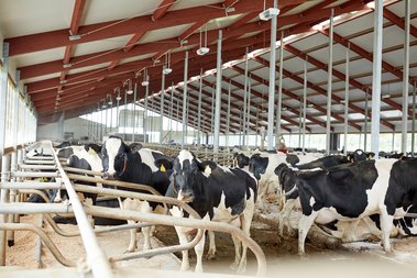 herd of cows in cowshed stable on dairy farm