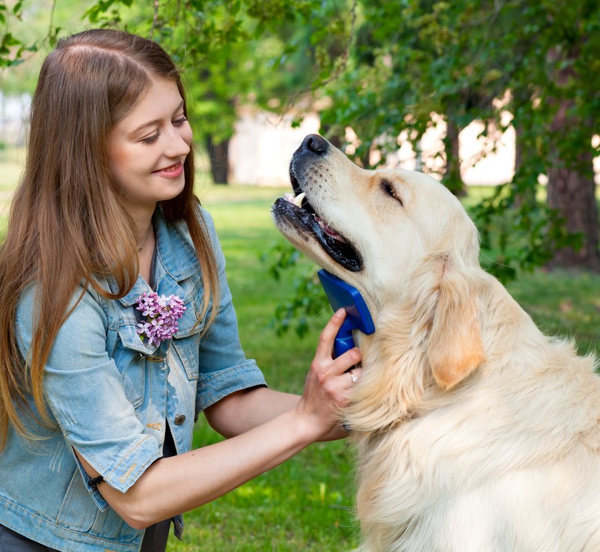 Young woman combing fur golden retriever dog on a green lawn